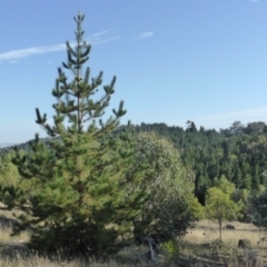 Pinus radiata (Monterey or Radiata Pine) at Isaacs, ACT - 8 Mar 2015 by Mike