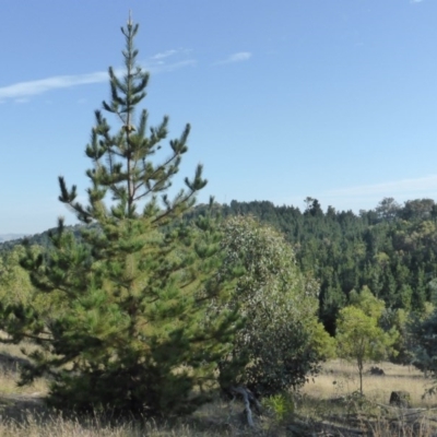 Pinus radiata (Monterey or Radiata Pine) at Isaacs Ridge and Nearby - 7 Mar 2015 by Mike