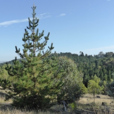 Pinus radiata (Monterey or Radiata Pine) at Isaacs, ACT - 8 Mar 2015 by Mike