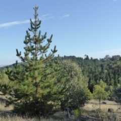 Pinus radiata (Monterey or Radiata Pine) at Isaacs, ACT - 7 Mar 2015 by Mike