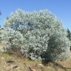 Acacia podalyriifolia (Queensland Silver Wattle) at Isaacs, ACT - 8 Mar 2015 by Mike