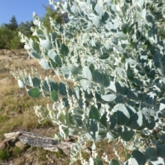 Acacia podalyriifolia at Isaacs, ACT - 8 Mar 2015