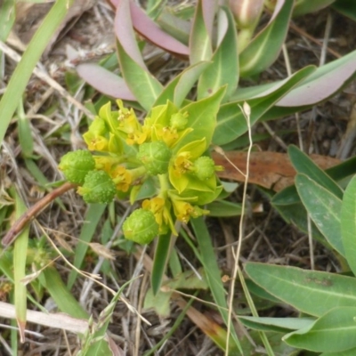 Euphorbia oblongata (Egg-leaf Spurge) at Mount Mugga Mugga - 2 Mar 2015 by Mike