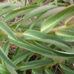 Euphorbia oblongata at Jerrabomberra, ACT - 3 Mar 2015