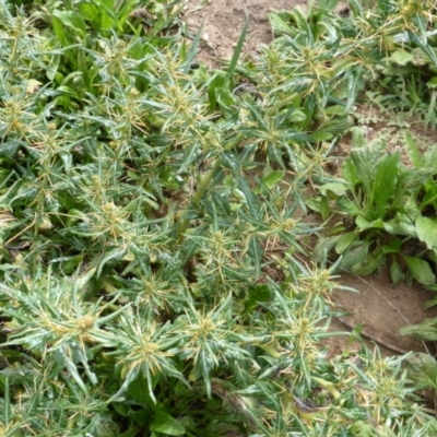 Xanthium spinosum (Bathurst Burr) at Isaacs Ridge and Nearby - 2 Mar 2015 by Mike