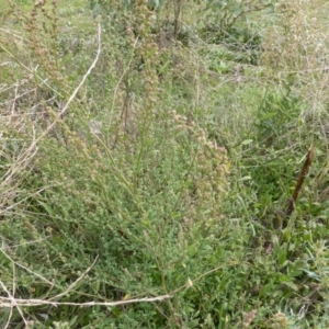 Chenopodium album at O'Malley, ACT - 3 Mar 2015