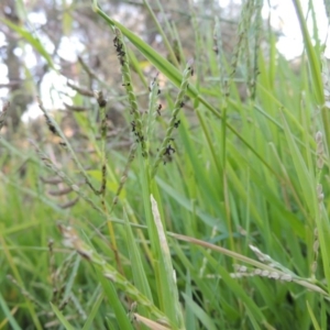 Paspalum distichum at Paddys River, ACT - 31 Mar 2015