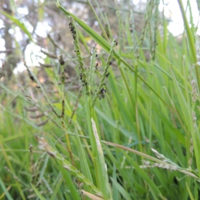 Paspalum distichum (Water Couch) at Paddys River, ACT - 31 Mar 2015 by MichaelBedingfield
