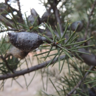 Hakea decurrens subsp. decurrens (Bushy Needlewood) at Greenway, ACT - 30 Mar 2015 by MichaelBedingfield