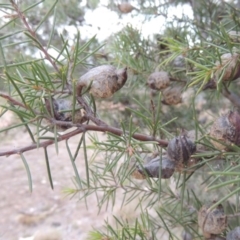 Hakea decurrens subsp. decurrens at Greenway, ACT - 30 Mar 2015 06:47 PM