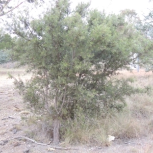 Hakea decurrens subsp. decurrens at Greenway, ACT - 30 Mar 2015 06:47 PM