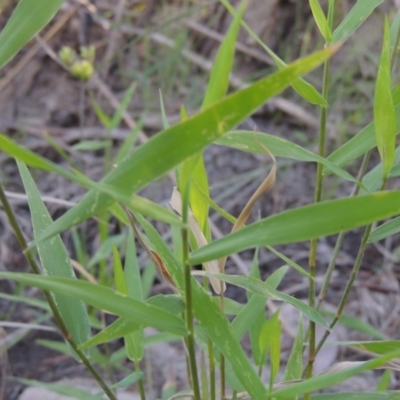 Isachne globosa (Swamp Millet) at Paddys River, ACT - 31 Mar 2015 by michaelb