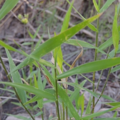 Isachne globosa (Swamp Millet) at Paddys River, ACT - 31 Mar 2015 by MichaelBedingfield