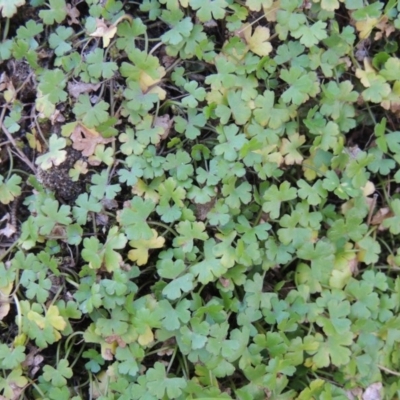 Hydrocotyle tripartita (Pennywort) at Pine Island to Point Hut - 31 Mar 2015 by michaelb