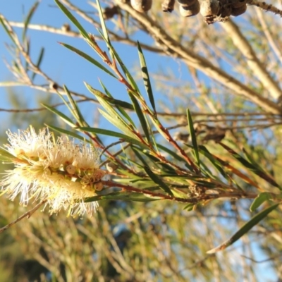 Callistemon sieberi (River Bottlebrush) at Paddys River, ACT - 31 Mar 2015 by michaelb