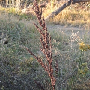 Rumex crispus at Pine Island to Point Hut - 31 Mar 2015 06:34 PM