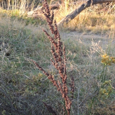 Rumex crispus (Curled Dock) at Pine Island to Point Hut - 31 Mar 2015 by michaelb