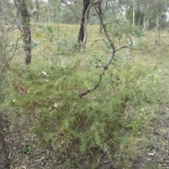 Acacia ulicifolia (Prickly Moses) at Jerrabomberra, ACT - 17 Mar 2015 by Mike