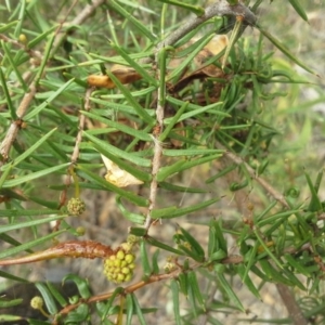 Acacia ulicifolia at Jerrabomberra, ACT - 17 Mar 2015 11:42 AM