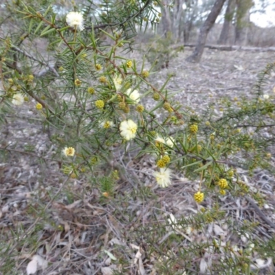 Acacia ulicifolia (Prickly Moses) at Isaacs Ridge and Nearby - 23 Aug 2013 by Mike