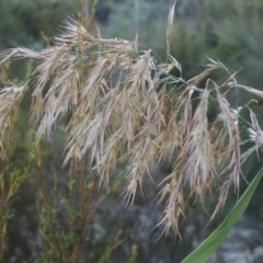Phragmites australis (Common Reed) at Pine Island to Point Hut - 31 Mar 2015 by michaelb