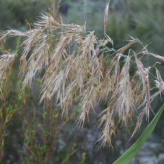 Phragmites australis (Common Reed) at Paddys River, ACT - 31 Mar 2015 by MichaelBedingfield