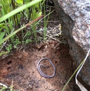 Aprasia parapulchella at Molonglo River Reserve - suppressed