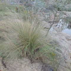 Poa labillardierei (Common Tussock Grass, River Tussock Grass) at Paddys River, ACT - 31 Mar 2015 by michaelb