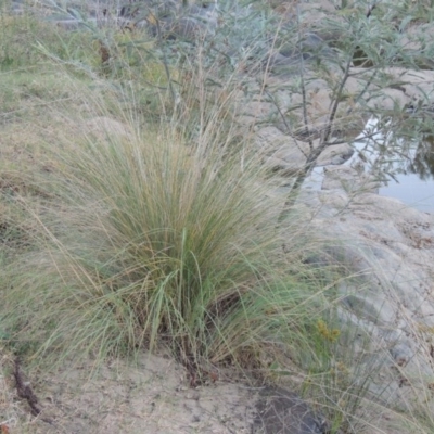 Poa labillardierei (Common Tussock Grass, River Tussock Grass) at Paddys River, ACT - 31 Mar 2015 by MichaelBedingfield