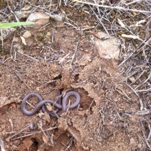 Aprasia parapulchella at Molonglo River Reserve - 9 Feb 2015