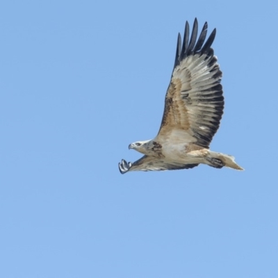 Haliaeetus leucogaster (White-bellied Sea-Eagle) at Bournda Environment Education Centre - 12 Sep 2018 by Leo