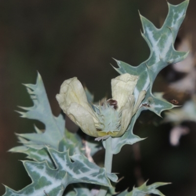 Argemone ochroleuca subsp. ochroleuca (Mexican Poppy, Prickly Poppy) at Pine Island to Point Hut - 31 Mar 2015 by michaelb