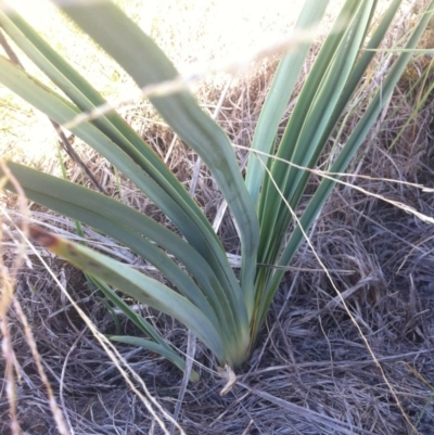 Dianella sp. aff. longifolia (Benambra) (Pale Flax Lily, Blue Flax Lily) at Coombs, ACT - 26 Mar 2015 by RichardMilner