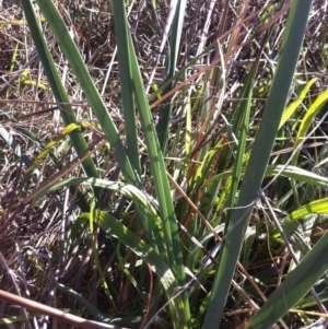 Dianella sp. aff. longifolia (Benambra) at Molonglo River Reserve - 26 Mar 2015 10:10 AM