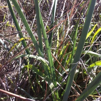 Dianella sp. aff. longifolia (Benambra) (Pale Flax Lily, Blue Flax Lily) at Coombs, ACT - 26 Mar 2015 by RichardMilner