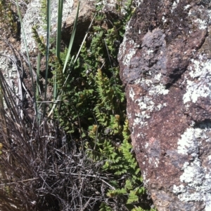 Cheilanthes distans at Molonglo River Reserve - 26 Mar 2015