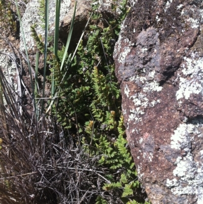 Cheilanthes distans (Bristly Cloak Fern) at Denman Prospect, ACT - 26 Mar 2015 by RichardMilner