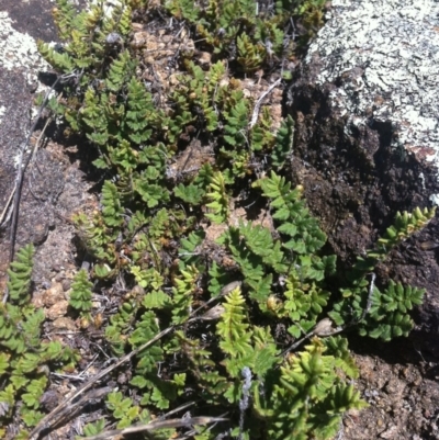 Cheilanthes distans (Bristly Cloak Fern) at Denman Prospect, ACT - 26 Mar 2015 by RichardMilner
