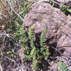 Cheilanthes distans (Bristly Cloak Fern) at Denman Prospect, ACT - 26 Mar 2015 by RichardMilner