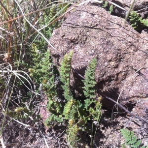 Cheilanthes distans at Molonglo River Reserve - 26 Mar 2015 12:10 PM