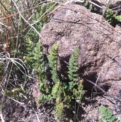 Cheilanthes distans (Bristly Cloak Fern) at Denman Prospect, ACT - 26 Mar 2015 by RichardMilner