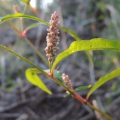 Persicaria lapathifolia (Pale Knotweed) at Paddys River, ACT - 31 Mar 2015 by michaelb