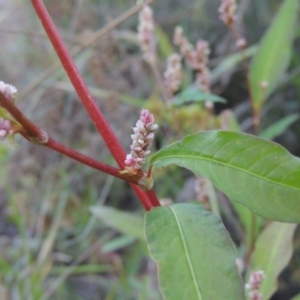 Persicaria lapathifolia at Paddys River, ACT - 31 Mar 2015