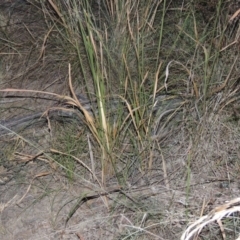 Imperata cylindrica (Blady Grass) at Paddys River, ACT - 31 Mar 2015 by MichaelBedingfield