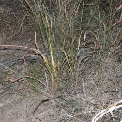 Imperata cylindrica (Blady Grass) at Paddys River, ACT - 31 Mar 2015 by michaelb