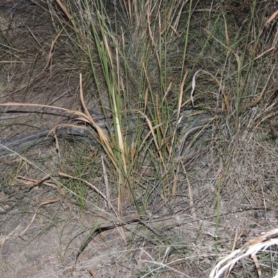 Imperata cylindrica (Blady Grass) at Paddys River, ACT - 31 Mar 2015 by MichaelBedingfield