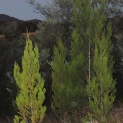 Callitris endlicheri (Black Cypress Pine) at Pine Island to Point Hut - 31 Mar 2015 by michaelb