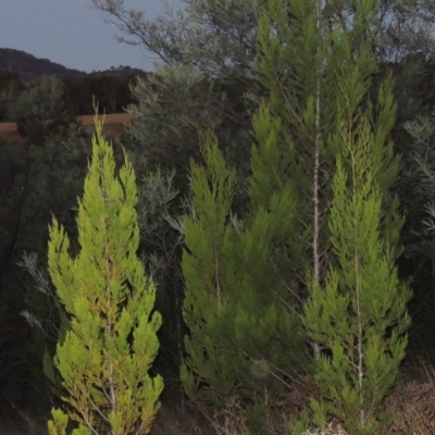 Callitris endlicheri (Black Cypress Pine) at Pine Island to Point Hut - 31 Mar 2015 by michaelb