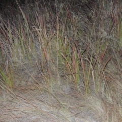 Imperata cylindrica (Blady Grass) at Pine Island to Point Hut - 31 Mar 2015 by michaelb