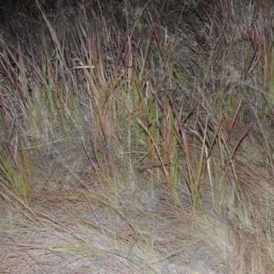 Imperata cylindrica (Blady Grass) at Paddys River, ACT - 31 Mar 2015 by MichaelBedingfield
